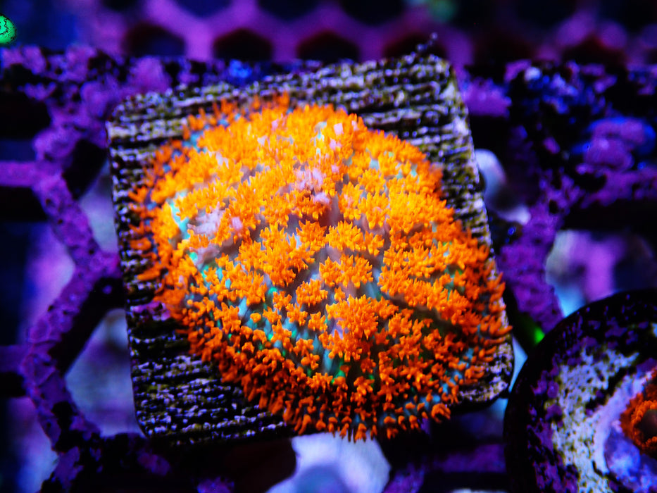 Orange Rhodactis Rare