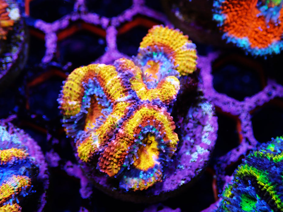 Acan Frag