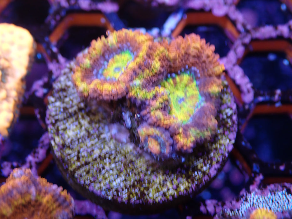 Acan Frag