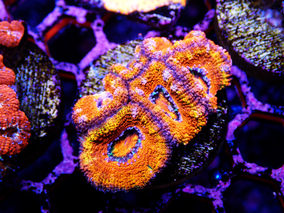 Acan