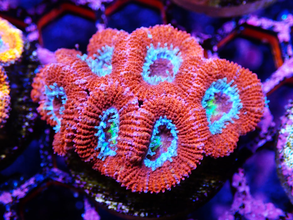 Acan