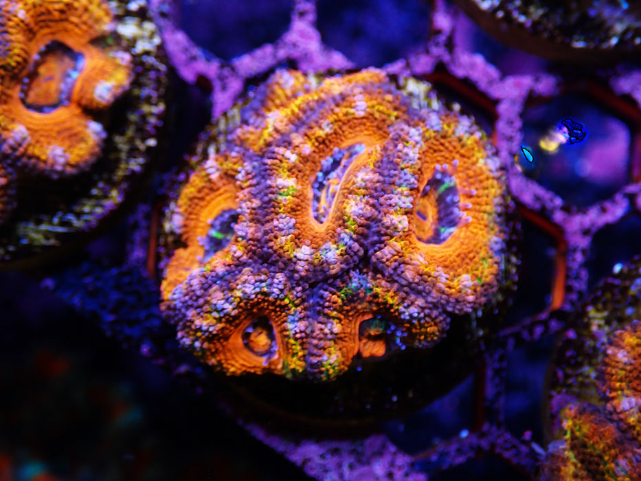 Acan