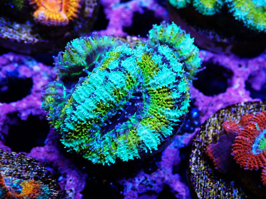 Acan