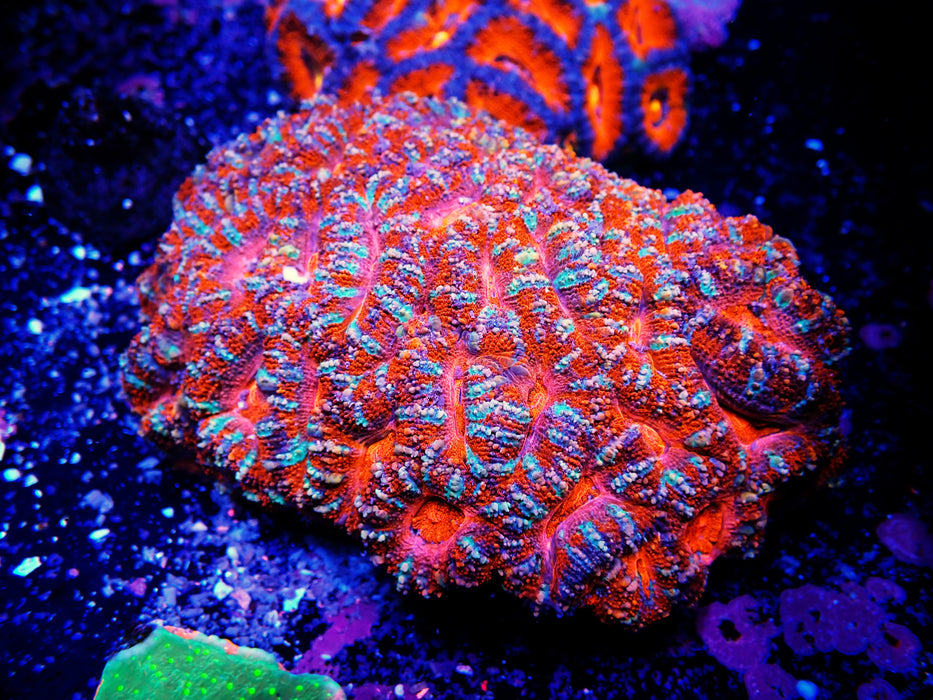Acan