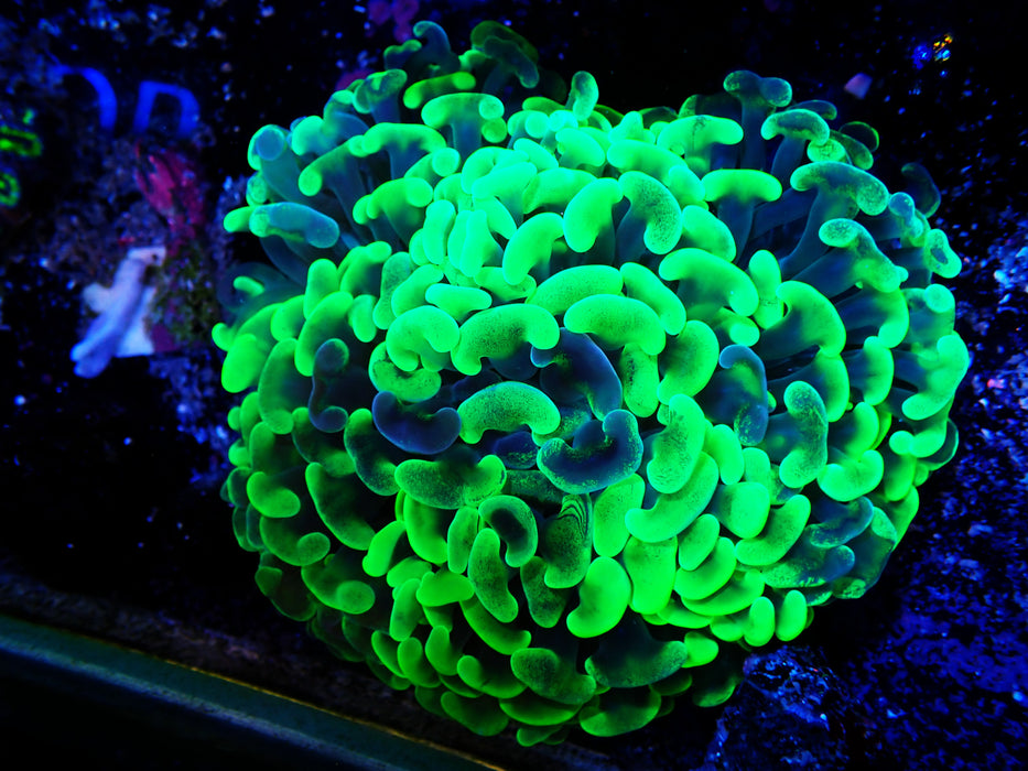 Mottled Hammer Toxic