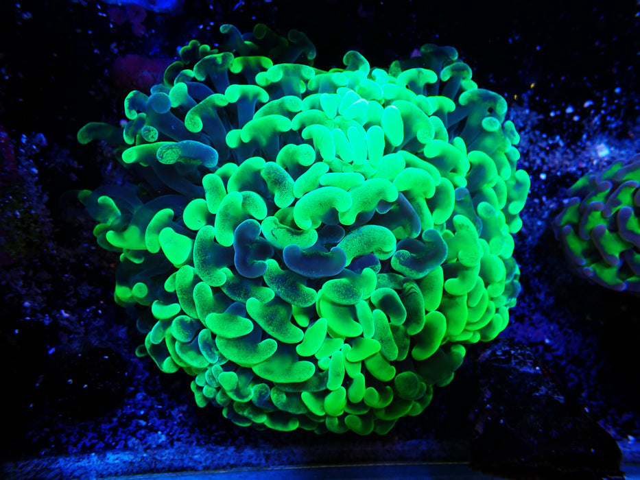 Mottled Hammer Toxic