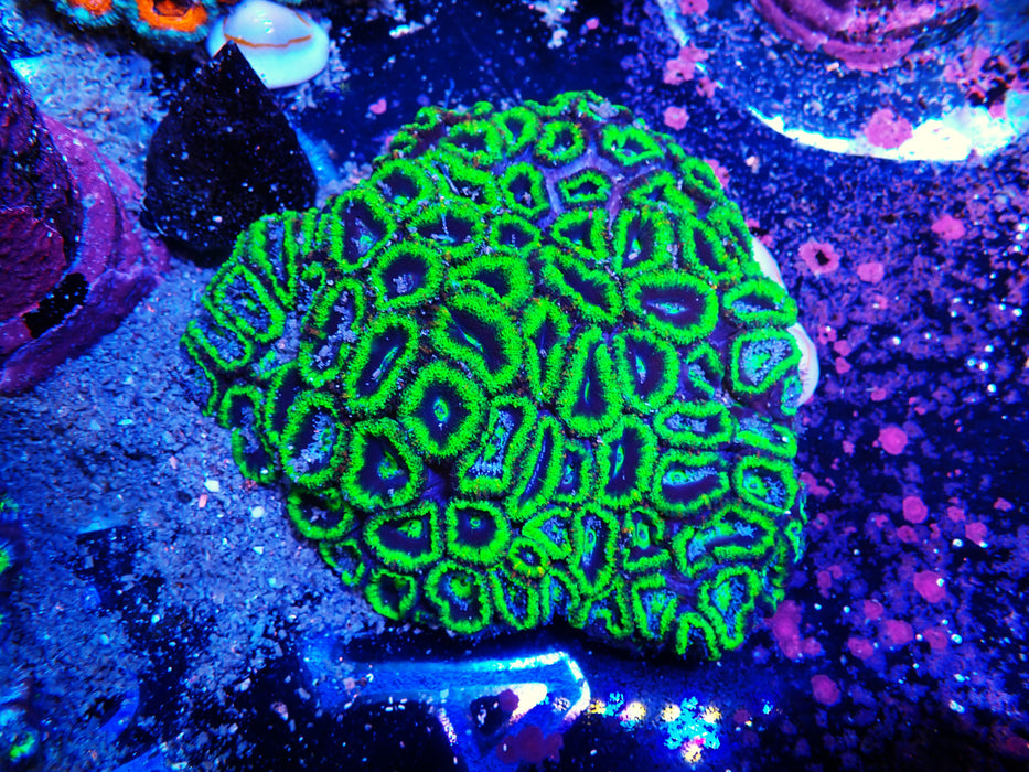 Acan Colony