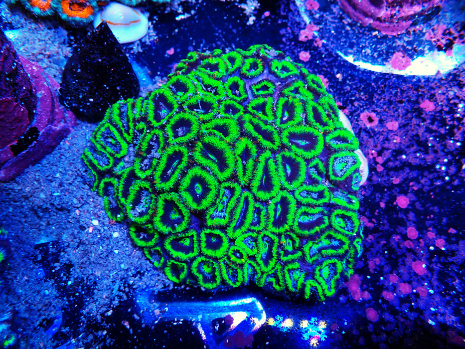 Acan Colony