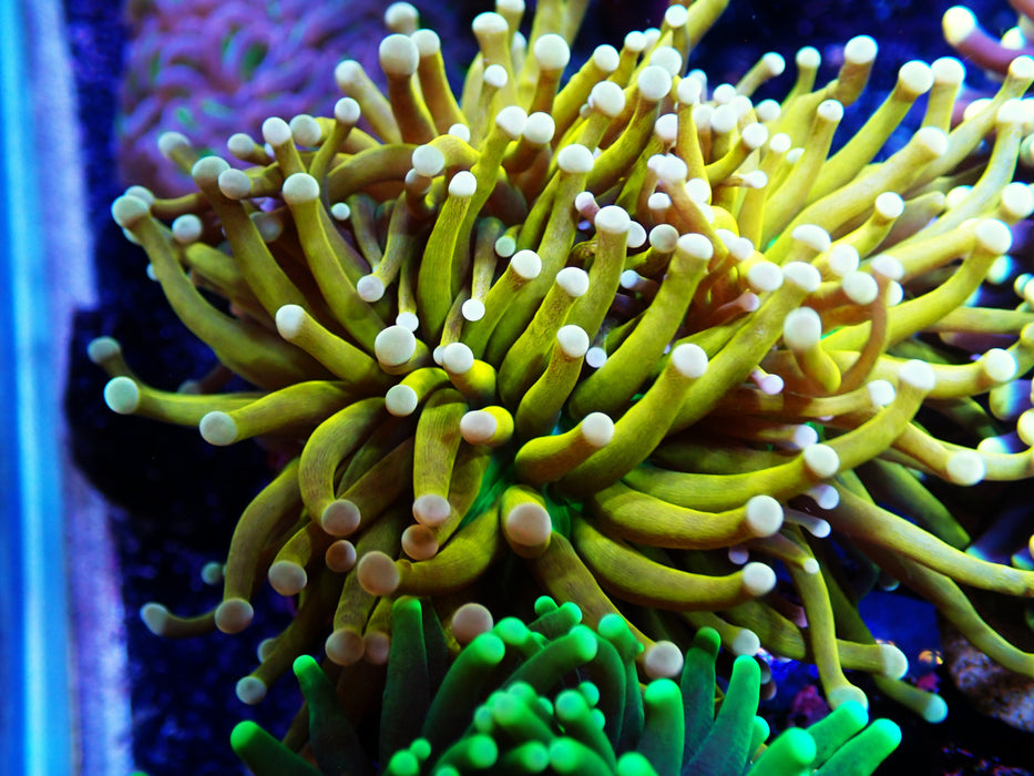 Gold with Green Mouth Torch