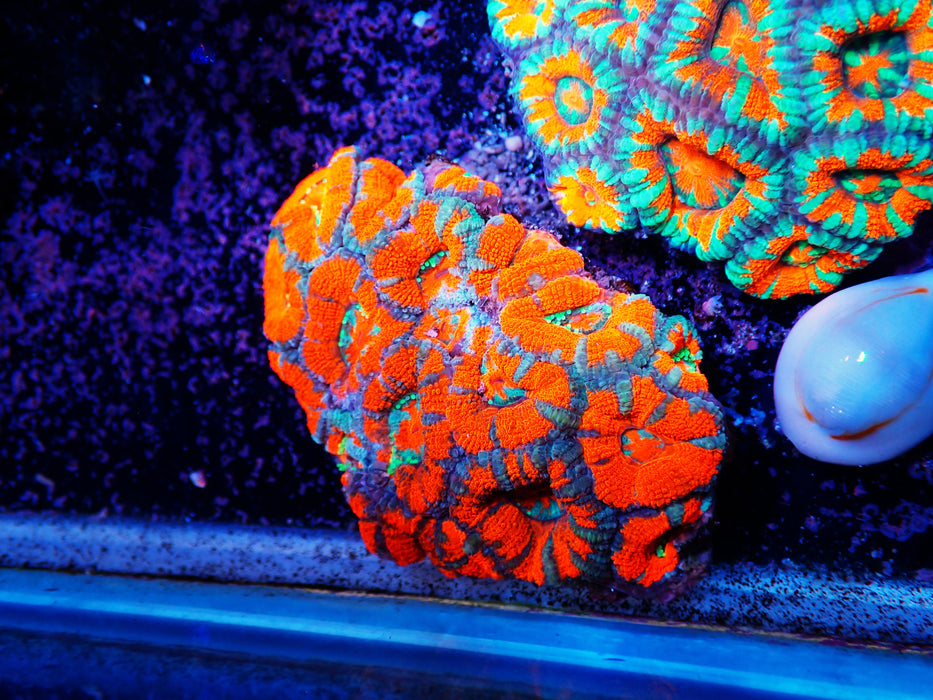 Acan Medium