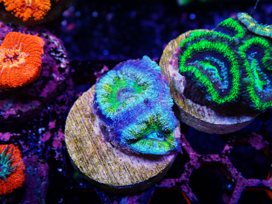 Acan Frag