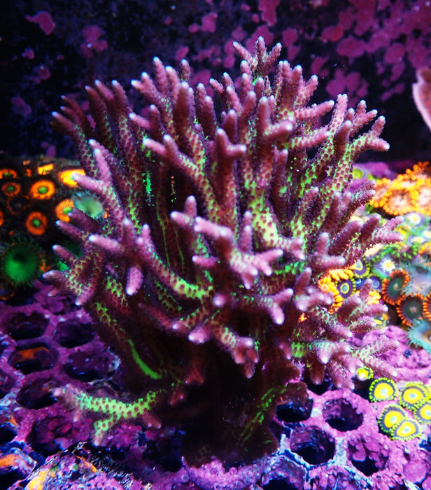 Birdsnest Colony large