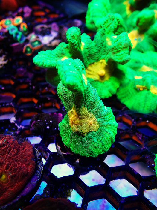 Space Invader Pectinea Small