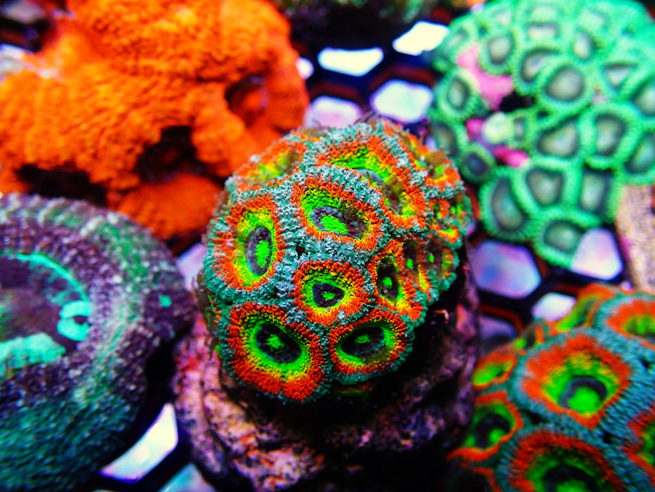 Holy Grail Acan Large