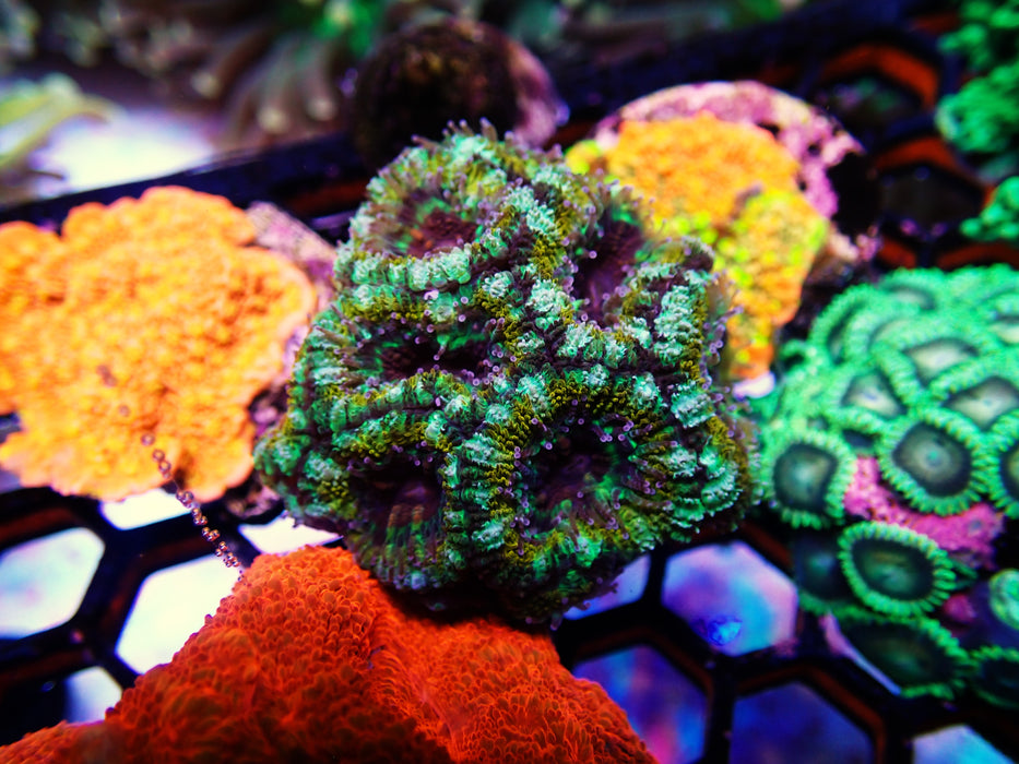 Acan Frag