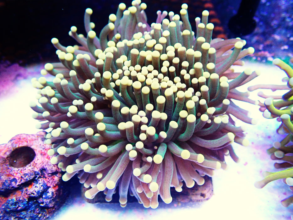 Peach tipped dark green torch