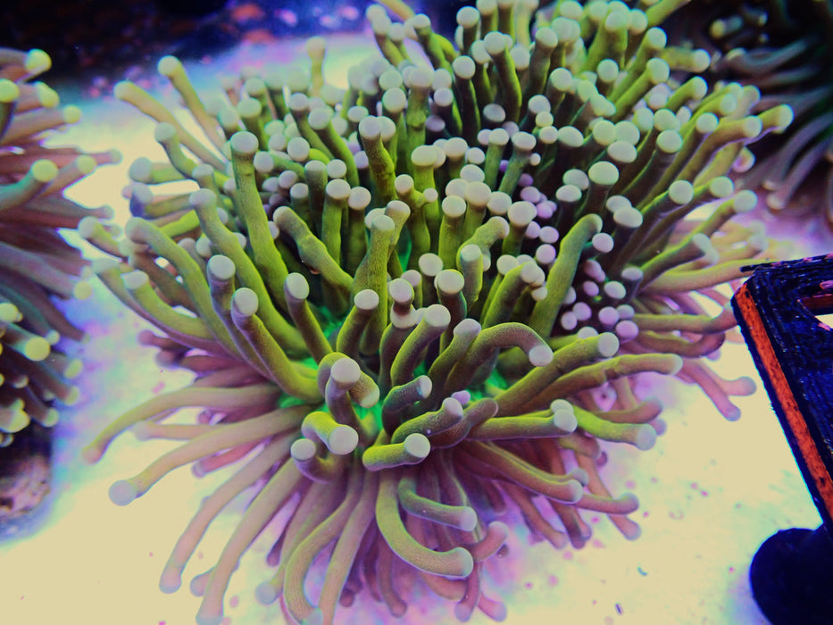 Gold with Green Mouth Torch