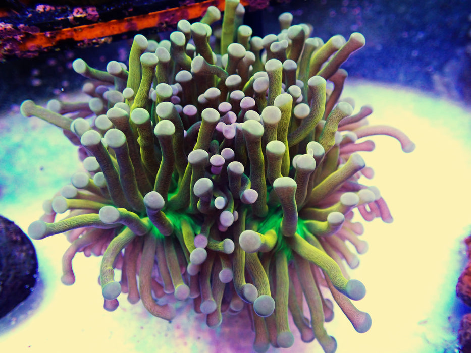 Gold with Green Mouth Torch