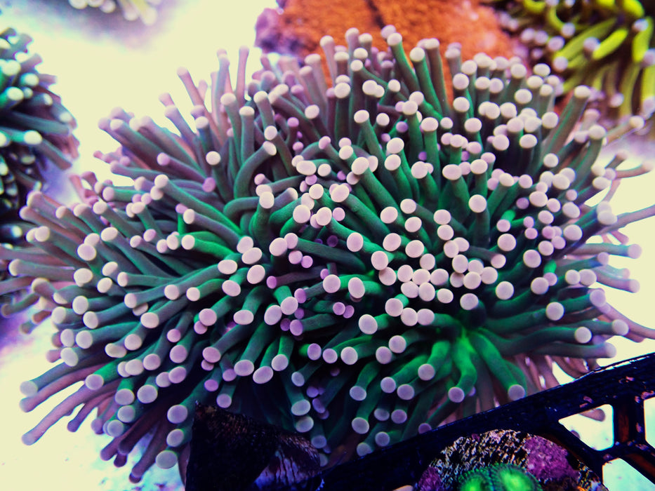 Peach tipped dark green torch