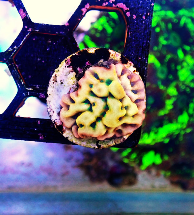 Beach bum montipora Frag