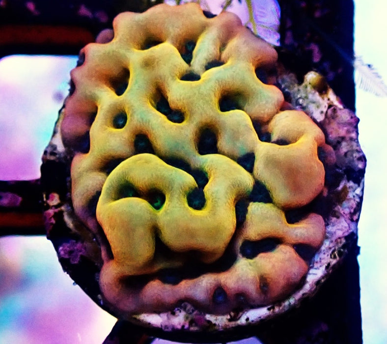 Beach bum montipora Frag