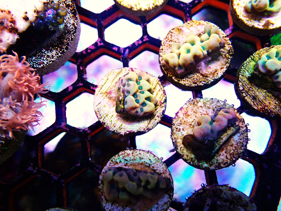 Beach bum montipora Frag