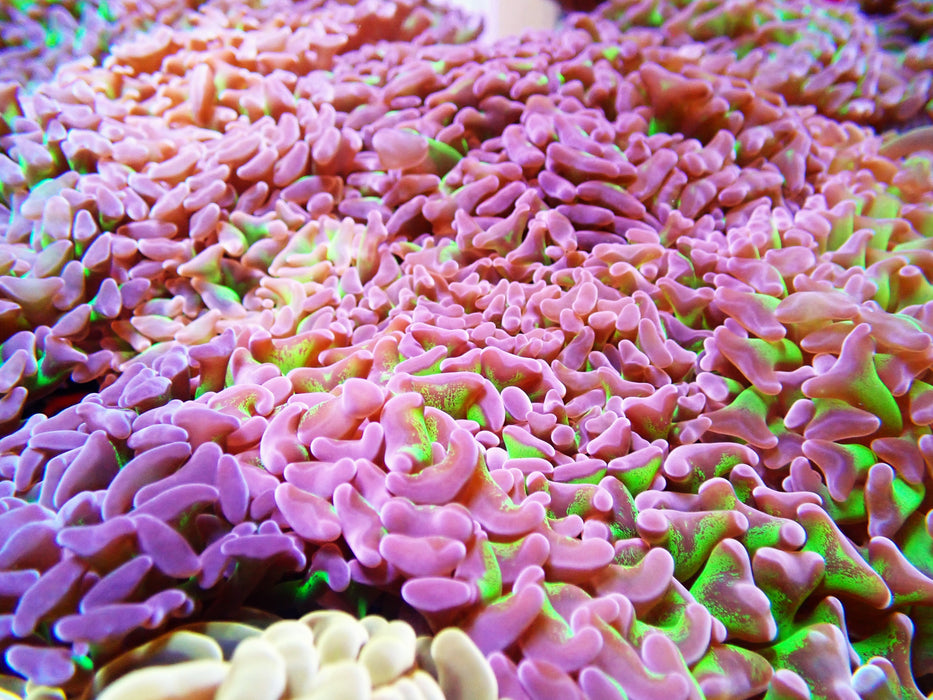 Reverse stemmed Hammer