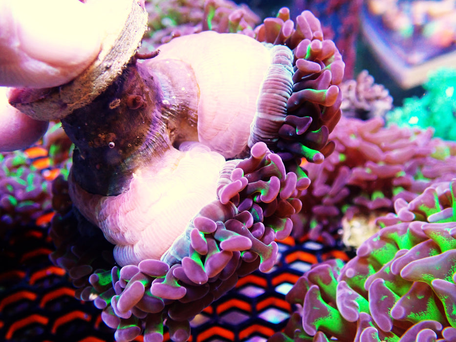 Reverse stemmed Hammer