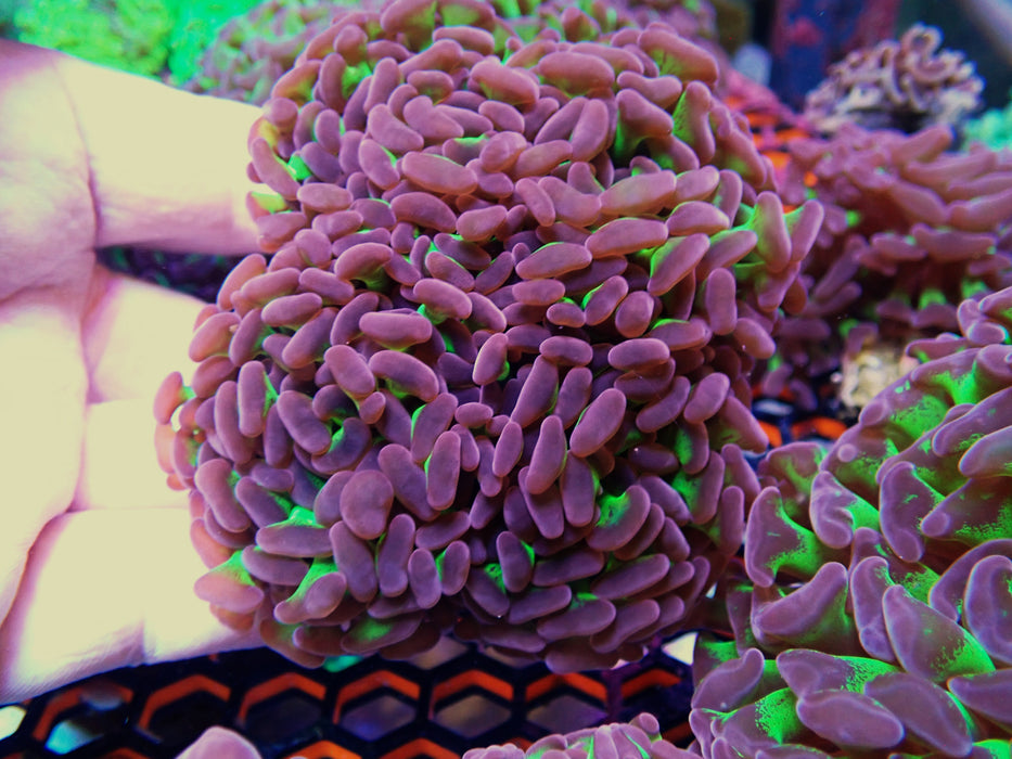 Reverse stemmed Hammer