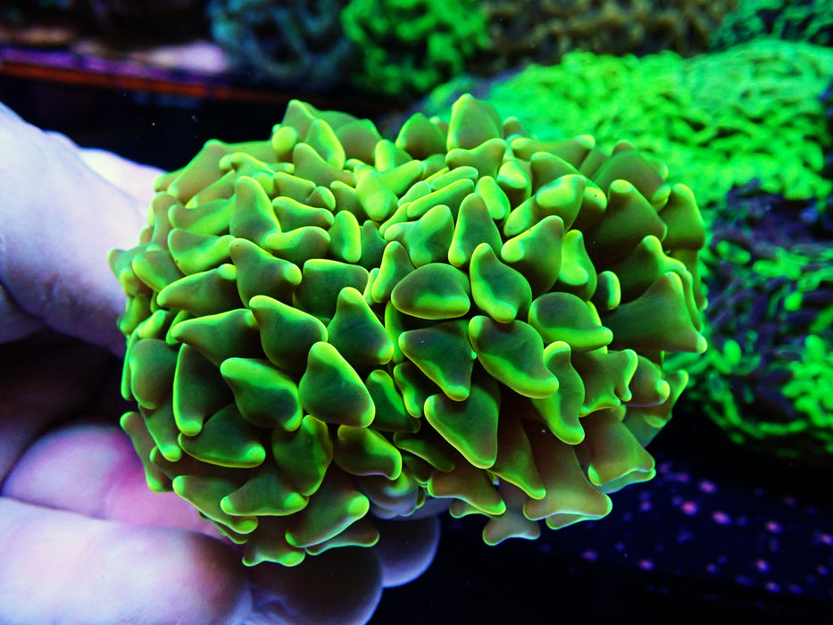 Canary Yellow Hammer