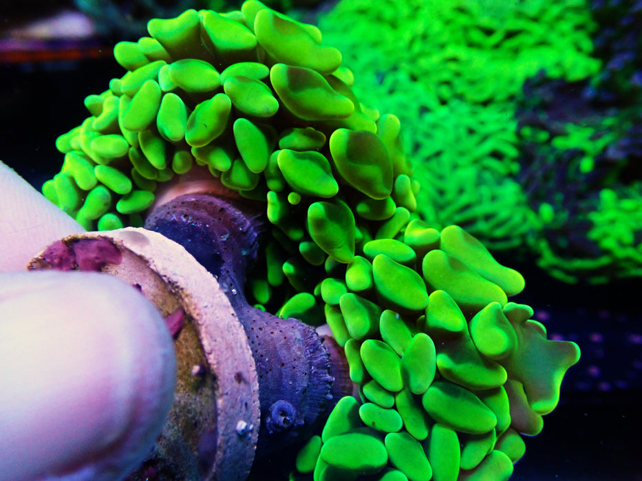 Canary Yellow Hammer