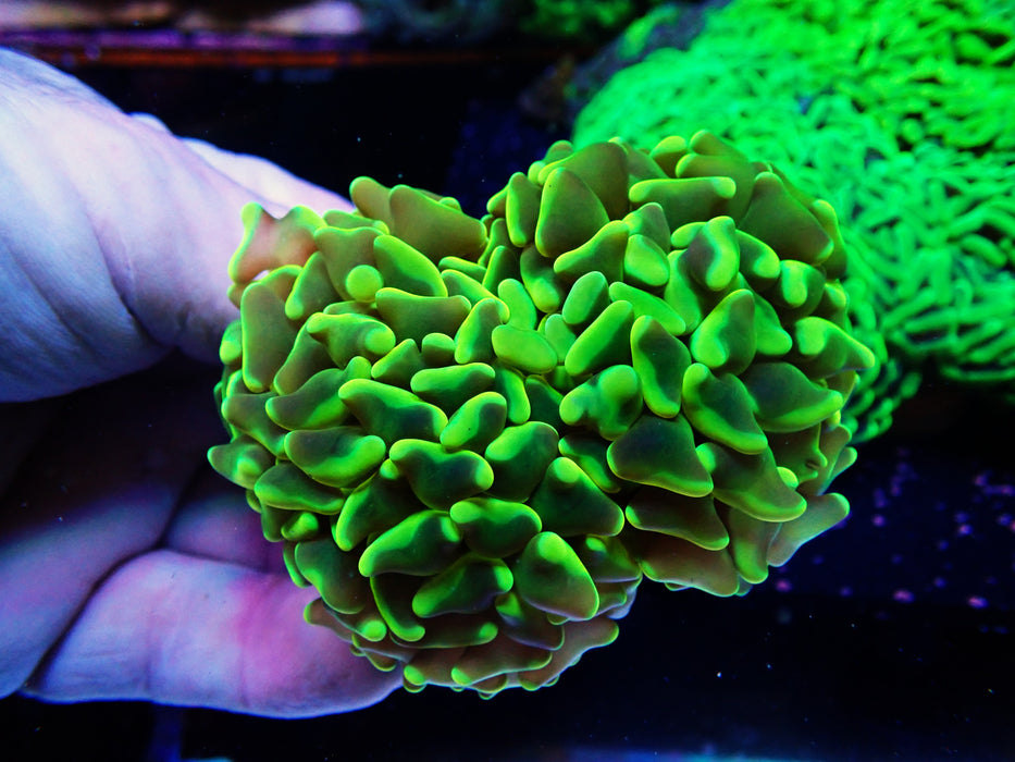 Canary Yellow Hammer