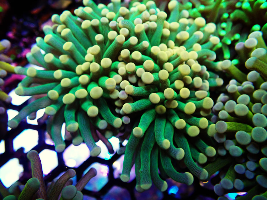 Peach Tip Forest Green Torch