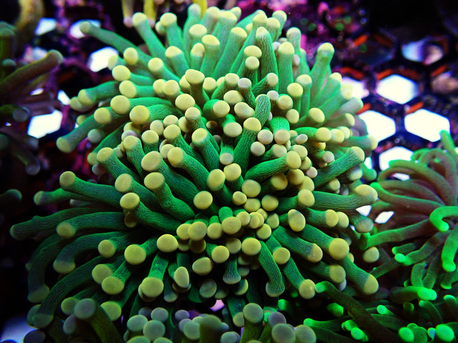 Peach Tip Forest Green Torch