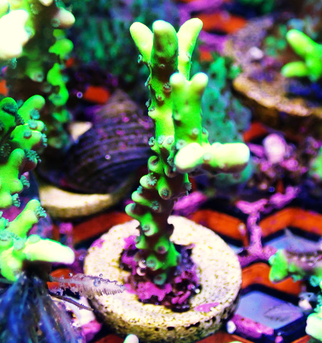 Green Goblin Anacropora