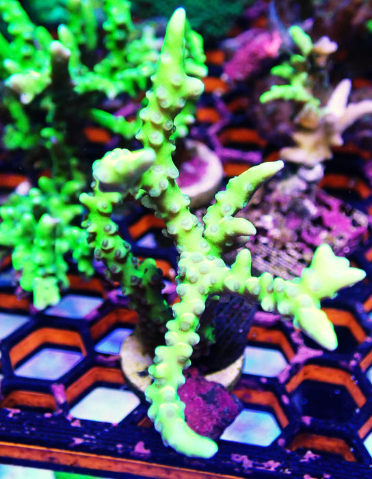 Green Goblin Anacropora