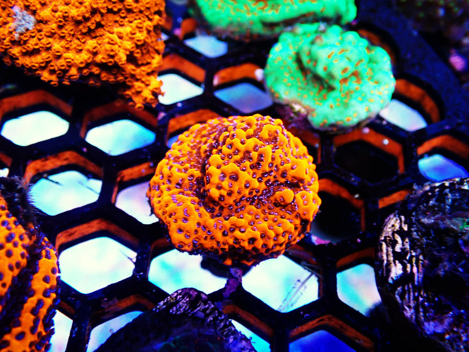 Motipora frag