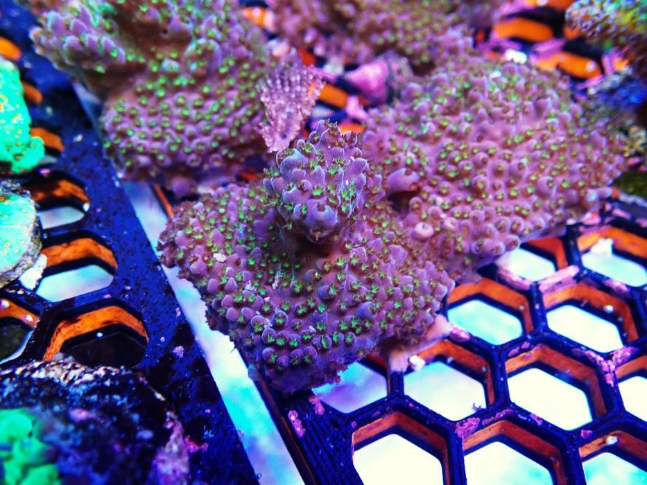 Acro frag