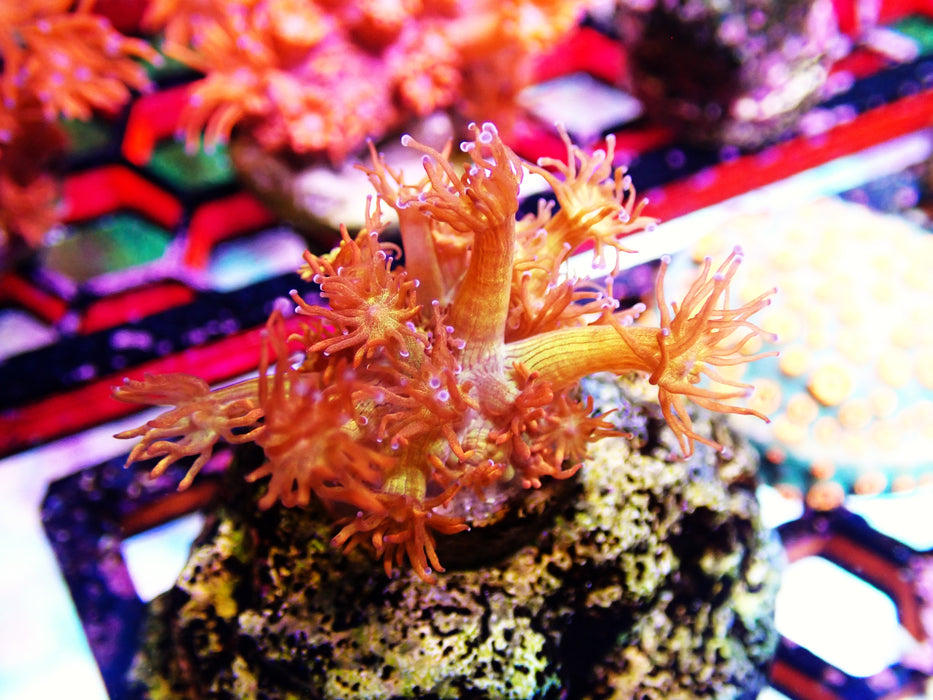 Amazeballs Goniopora Frag