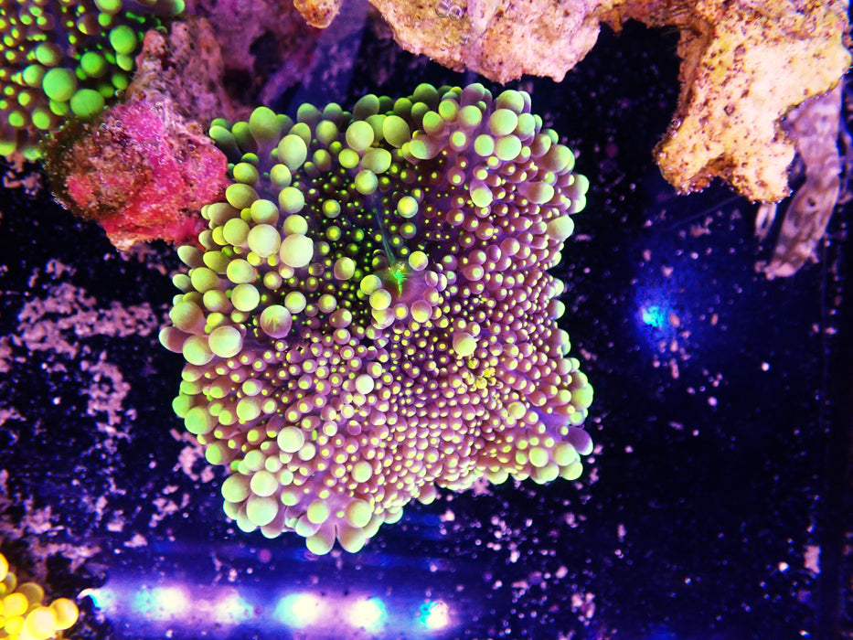 Ricordea Goldy Locks