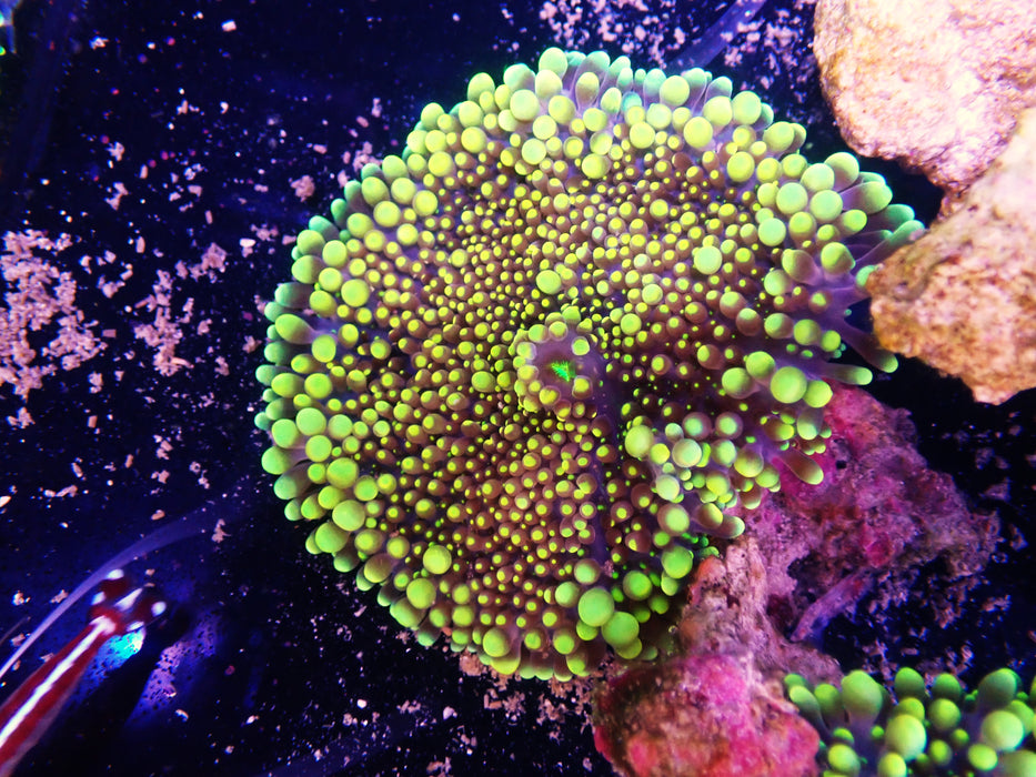 Ricordea Goldy Locks