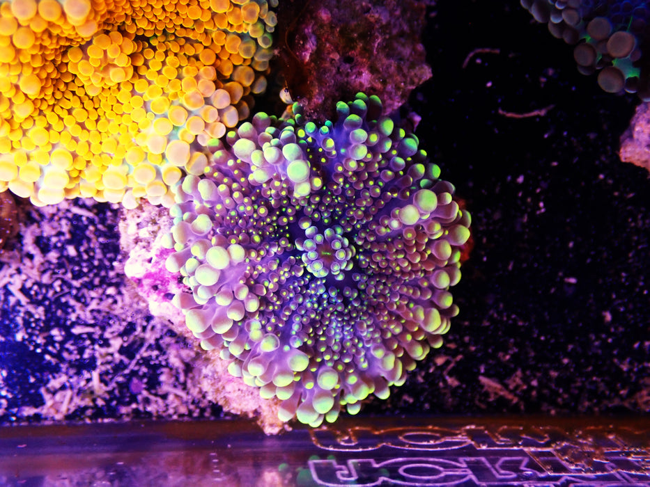 Ricordea Goldy Locks