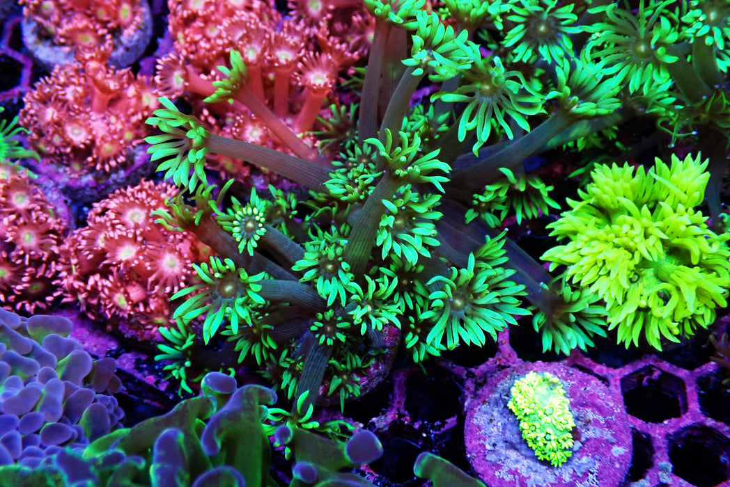 Goni Frag
