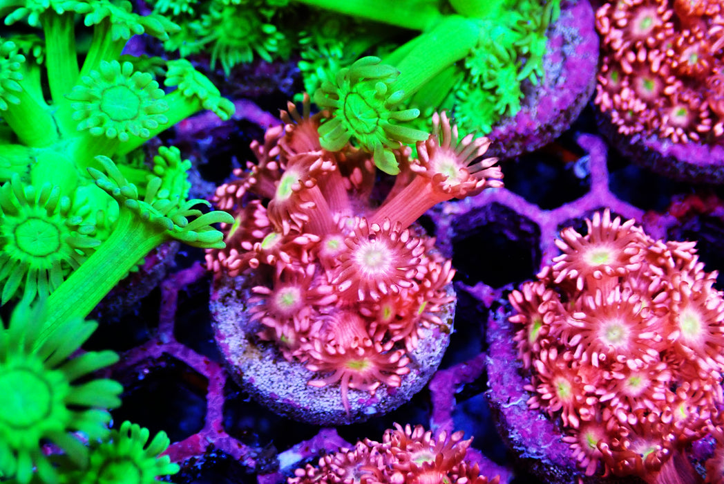 Pink goni frag