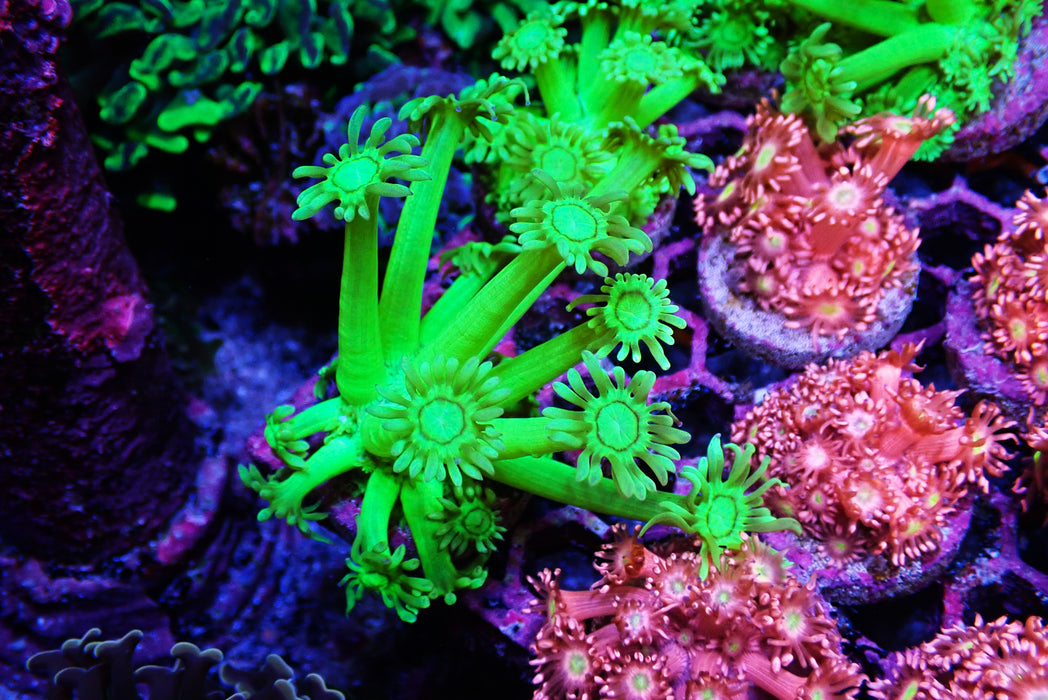 Fluro green goni frag