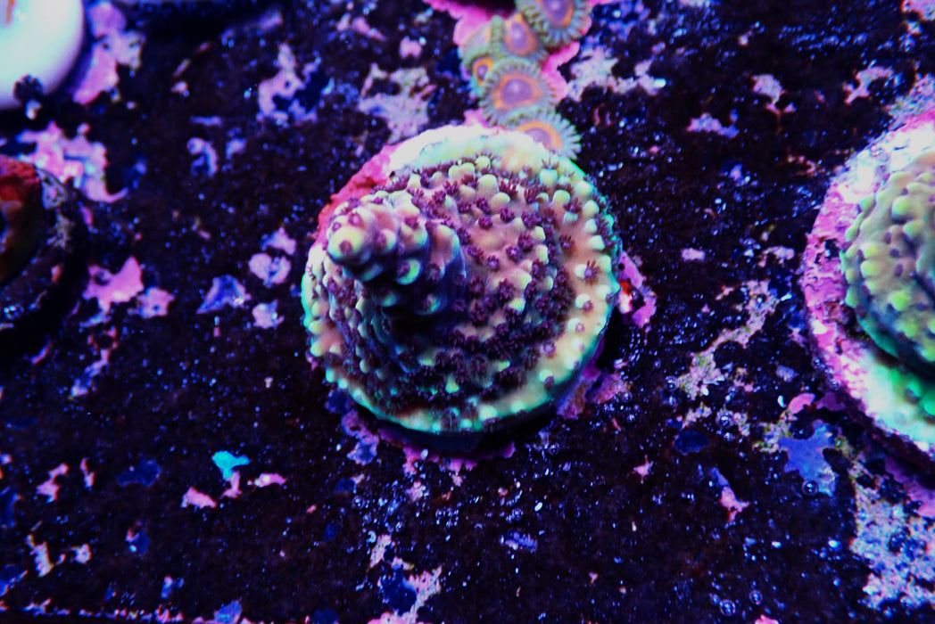 Pink Cadillac Frag medium