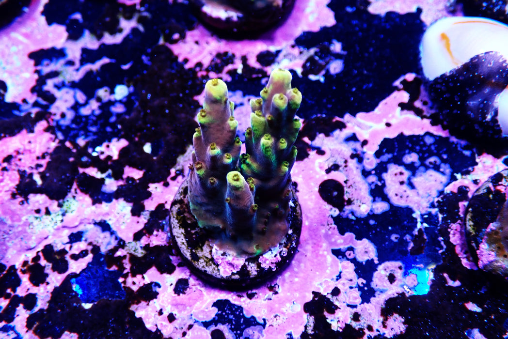 Golden Jaw dropper Frag Medium