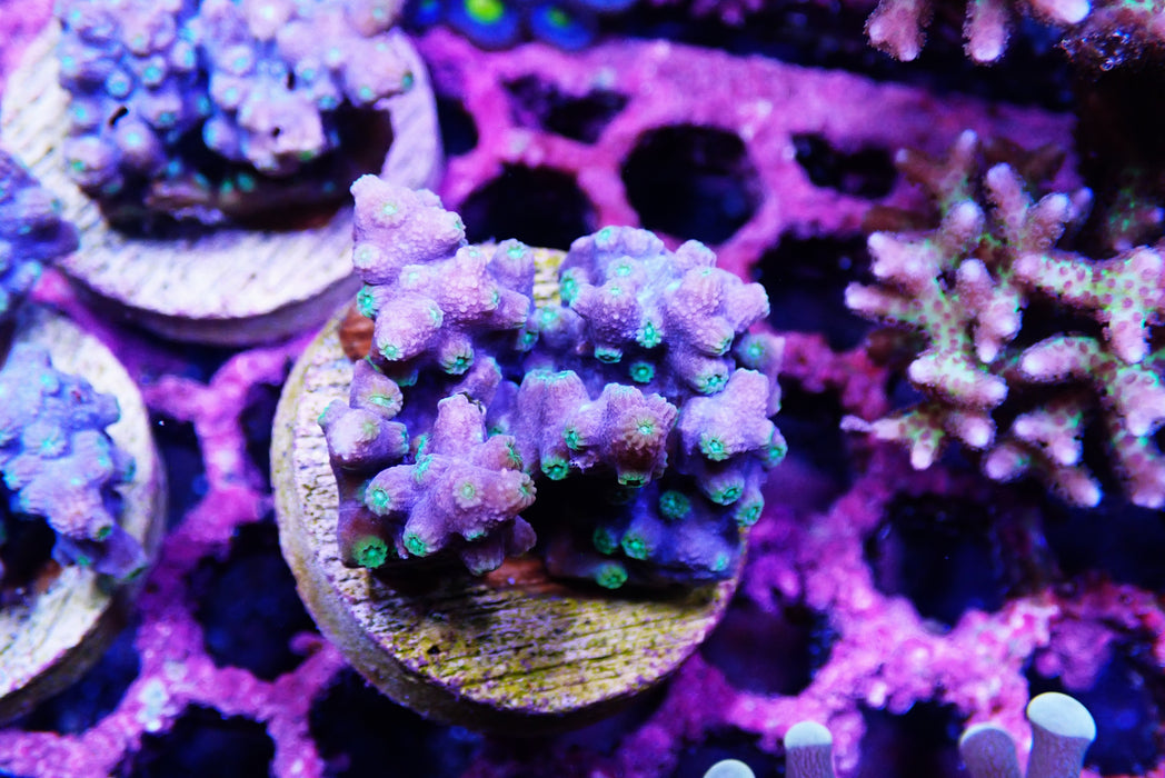 Branching Cyphastrea