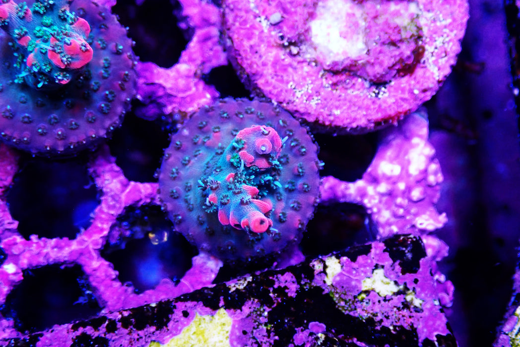 Pink lemonade Acro frag
