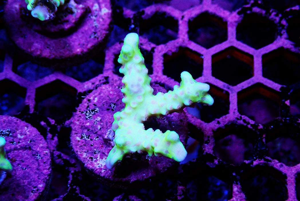 Golden Rod Anacropora Frag